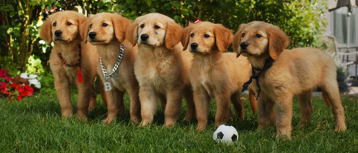 The five puppies in Air Buddies promotional artwork